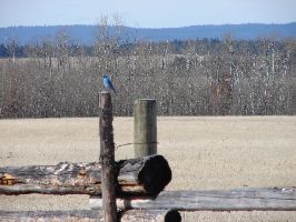 Mountain Blue Bird